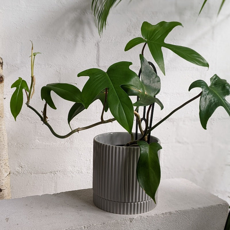 Eyre Planter by The Plant Society エアープランター