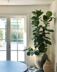 Fiddle Leaf Fig フィドル リーフ フィグ (カシワバゴムノキ)