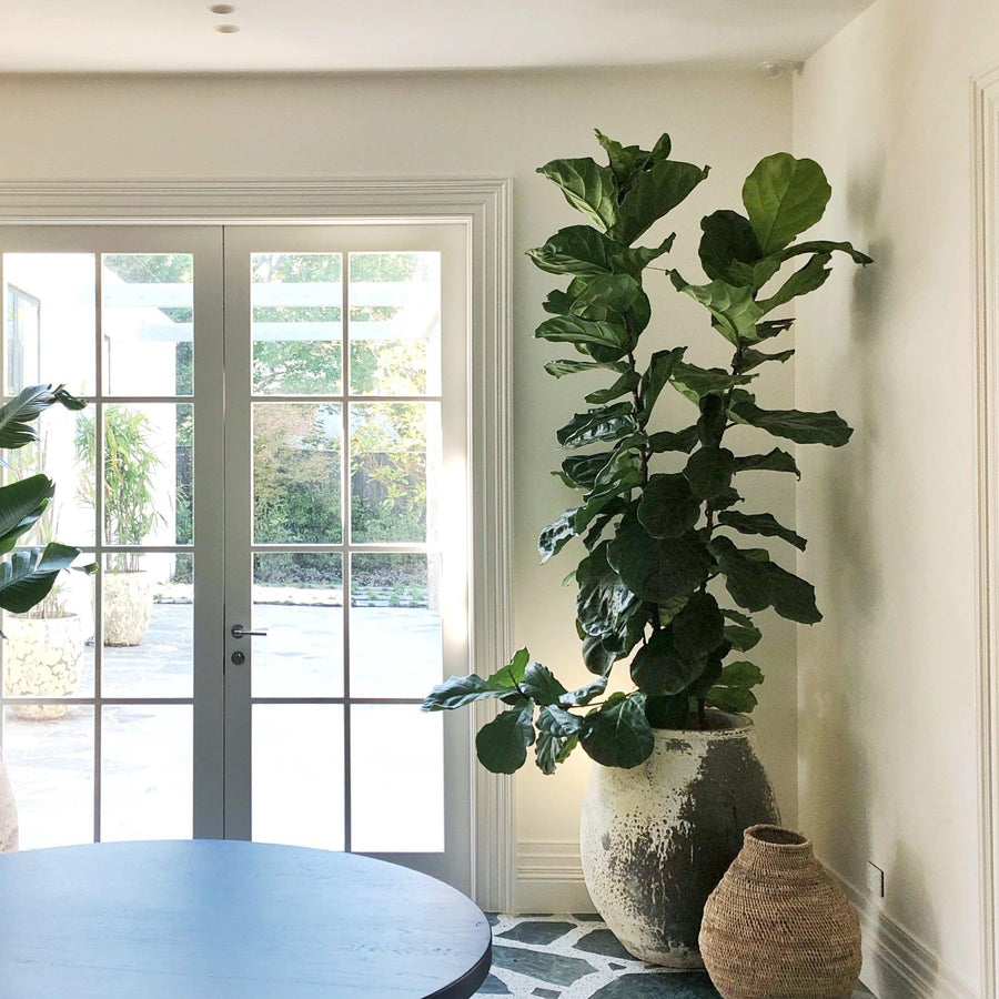 Fiddle Leaf Fig フィドル リーフ フィグ (カシワバゴムノキ)