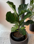 Fiddle Leaf Fig フィドル リーフ フィグ (カシワバゴムノキ)
