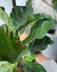 Fiddle Leaf Fig フィドル リーフ フィグ (カシワバゴムノキ)