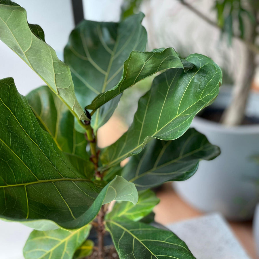 Fiddle Leaf Fig フィドル リーフ フィグ (カシワバゴムノキ)