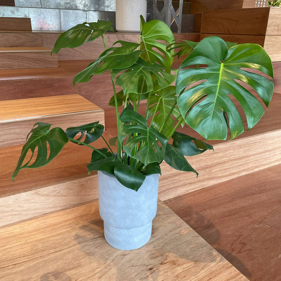 Fruit Salad Plant (Monstera deliciosa)  モンステラ デリシオーサ