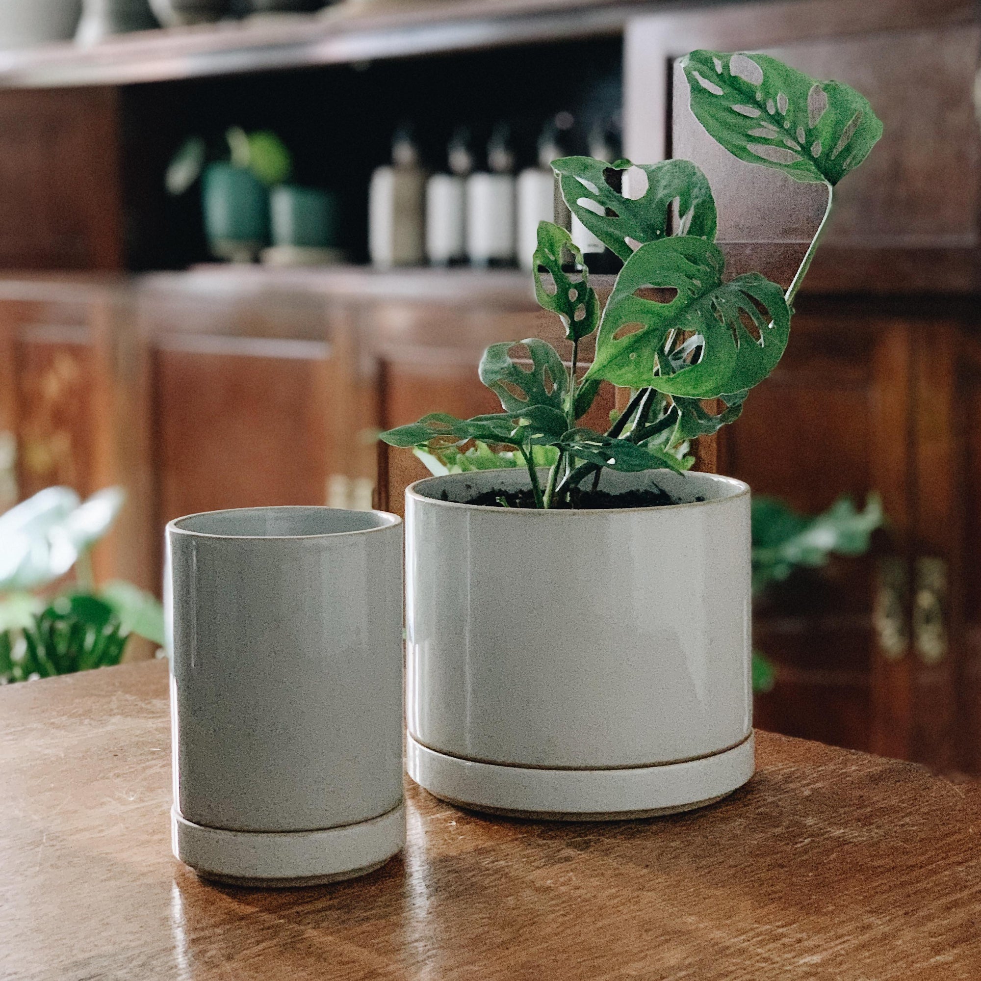 hasami planter small and medium in white graze in The Plant Society Paddington