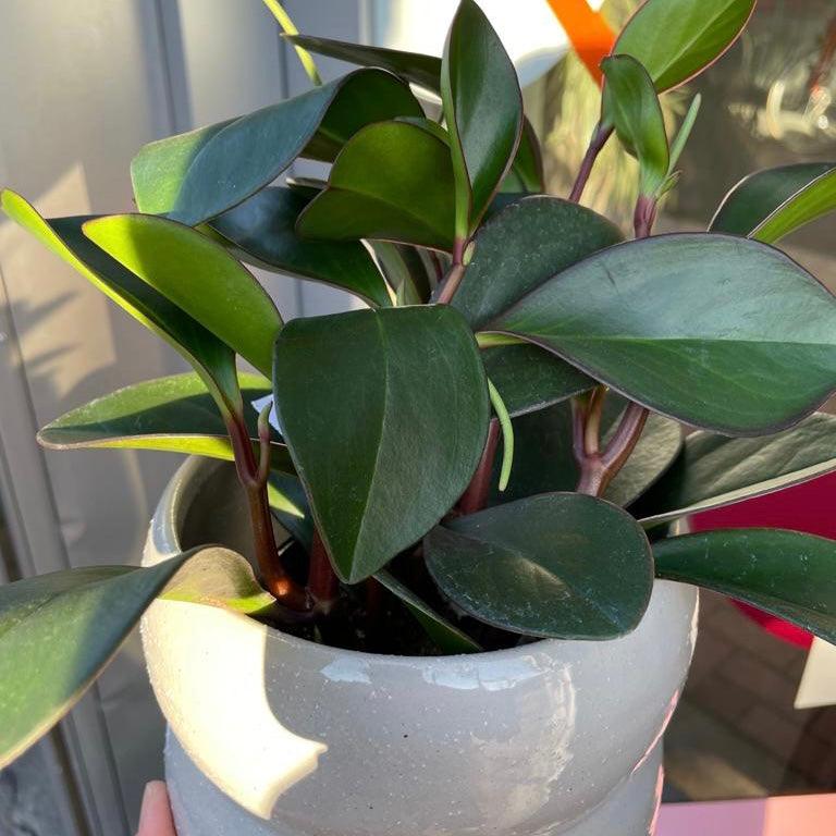 新入荷商品 New In – THE PLANT SOCIETY TOKYO