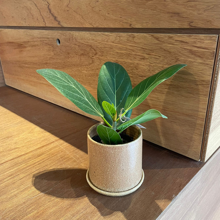 Ficus Audrey (Ficus benghalensis) フィカス  ベンガレンシス