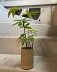 Planter in Natural by Hasami Porcelain　プランター ナチュラル ハサミポーセリン