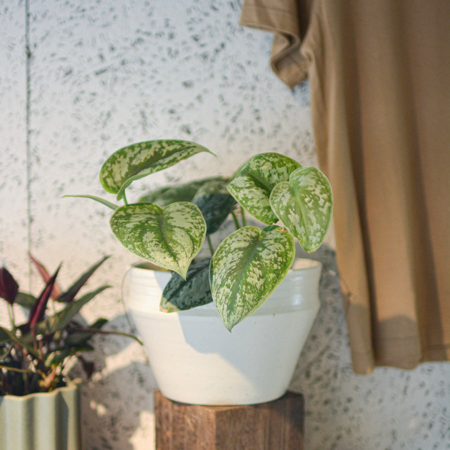 Satin Pothos スキンダプサス