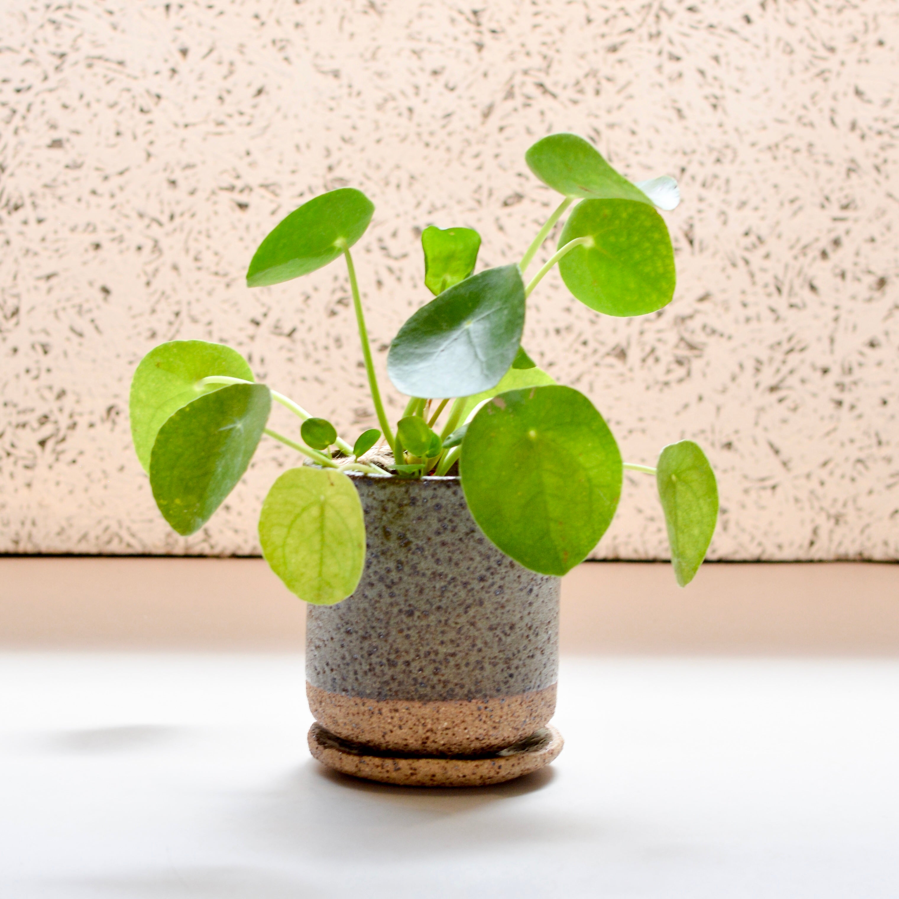 リューズガラスの植木鉢 プレート付き フラワーポット テーパー