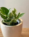 Pothos Enjoy ポトス エンジョイ