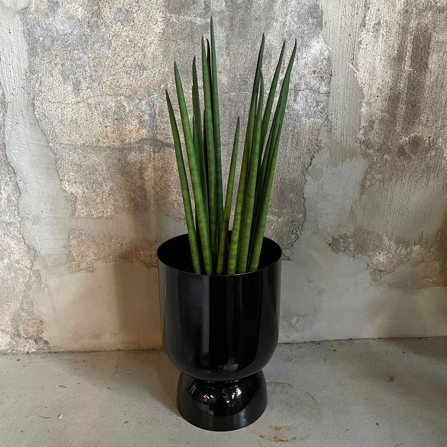 Snake Plant (Sansevieria bacularis) サンスベリア バキュラリス