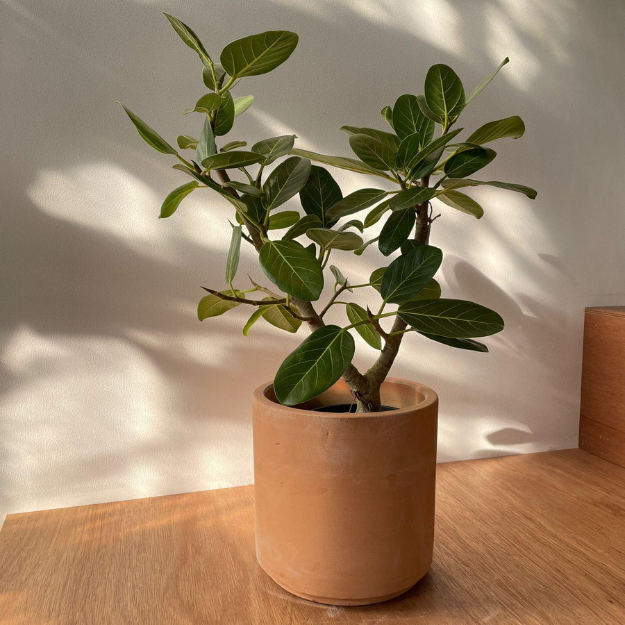 テラコッタ シリンダー 40㎝ 植木鉢 ブルックリン - 植物/観葉植物
