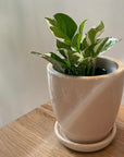 Pothos Enjoy ポトス エンジョイ