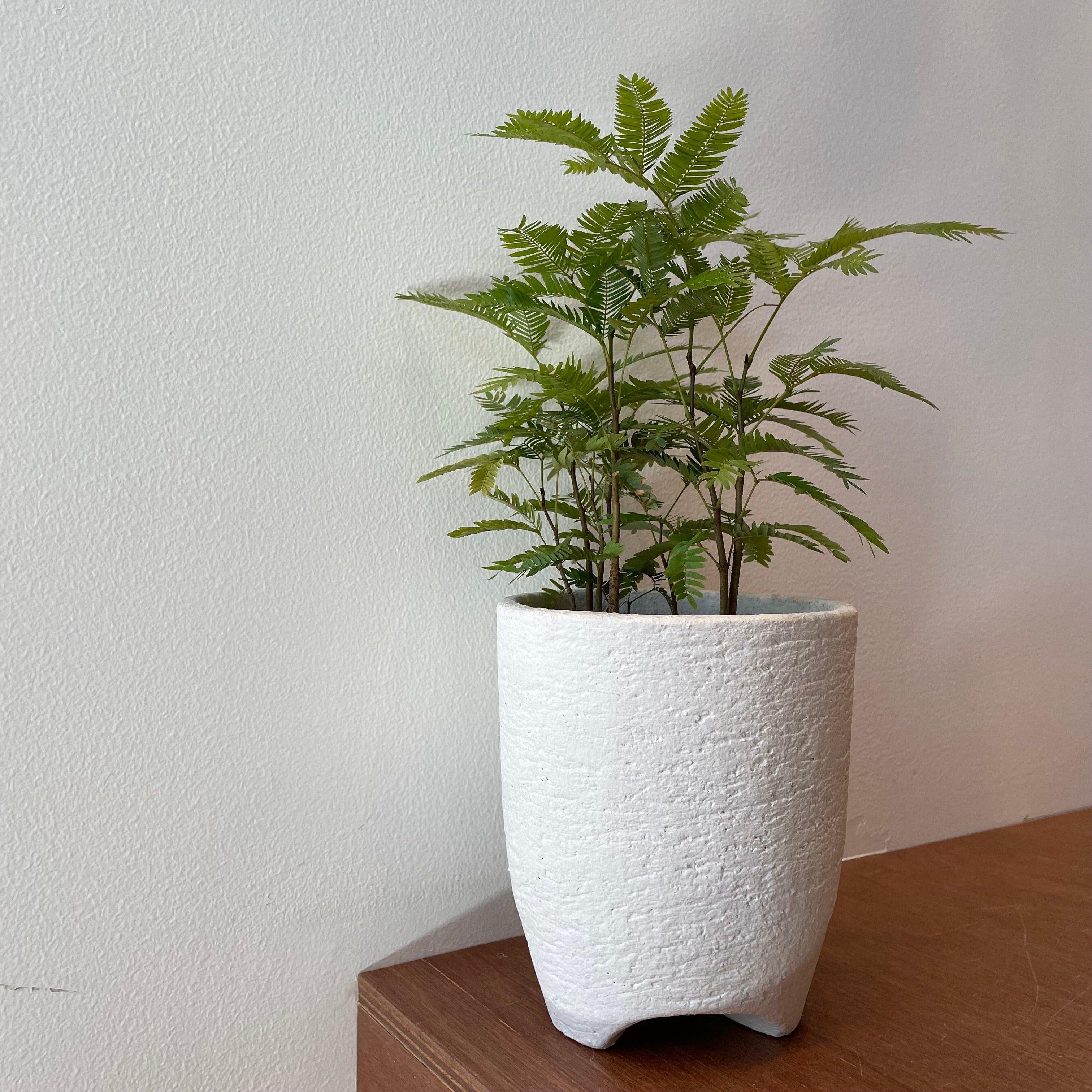 Ever Fresh Tree エバーフレッシュ I インドアプランツ I プラント