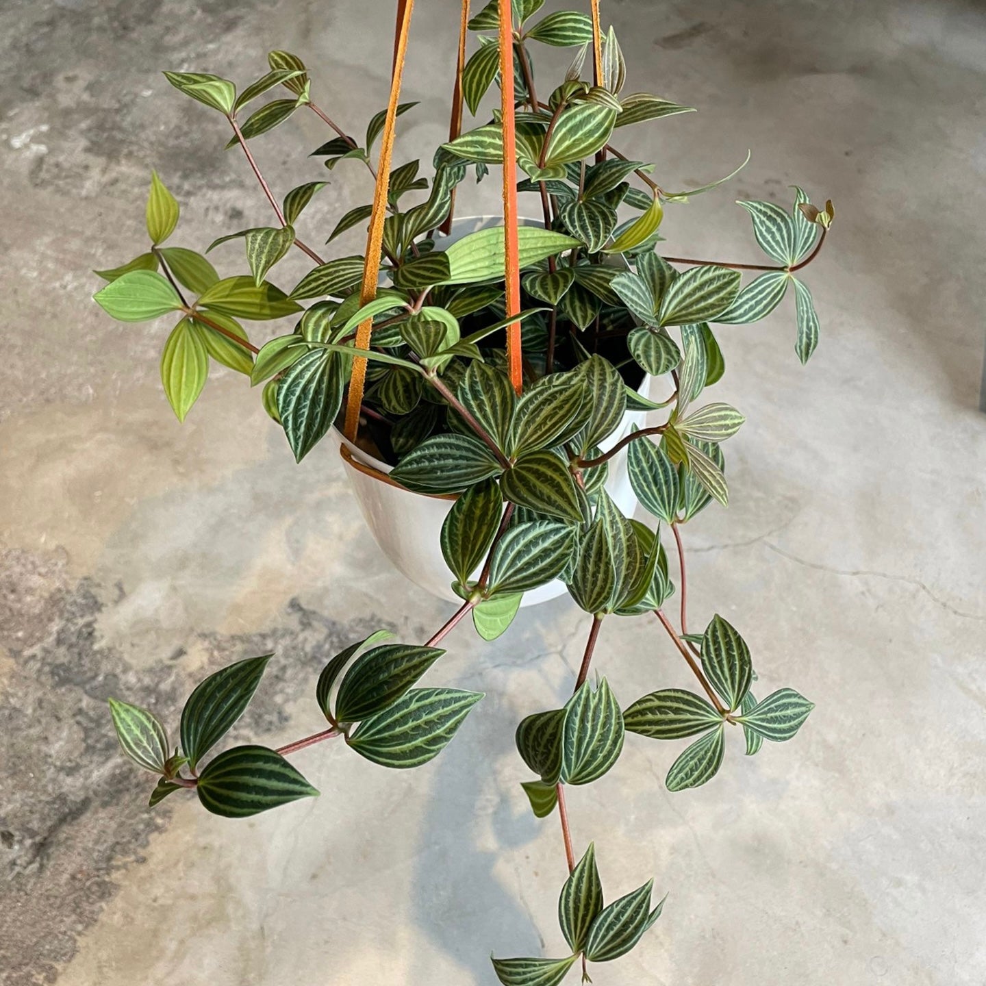 Peperomia pteolata  ペペロミア プテオラータ