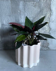 Syngonium podophyllum ・Chocolate シンゴニウム･チョコレート Size 3