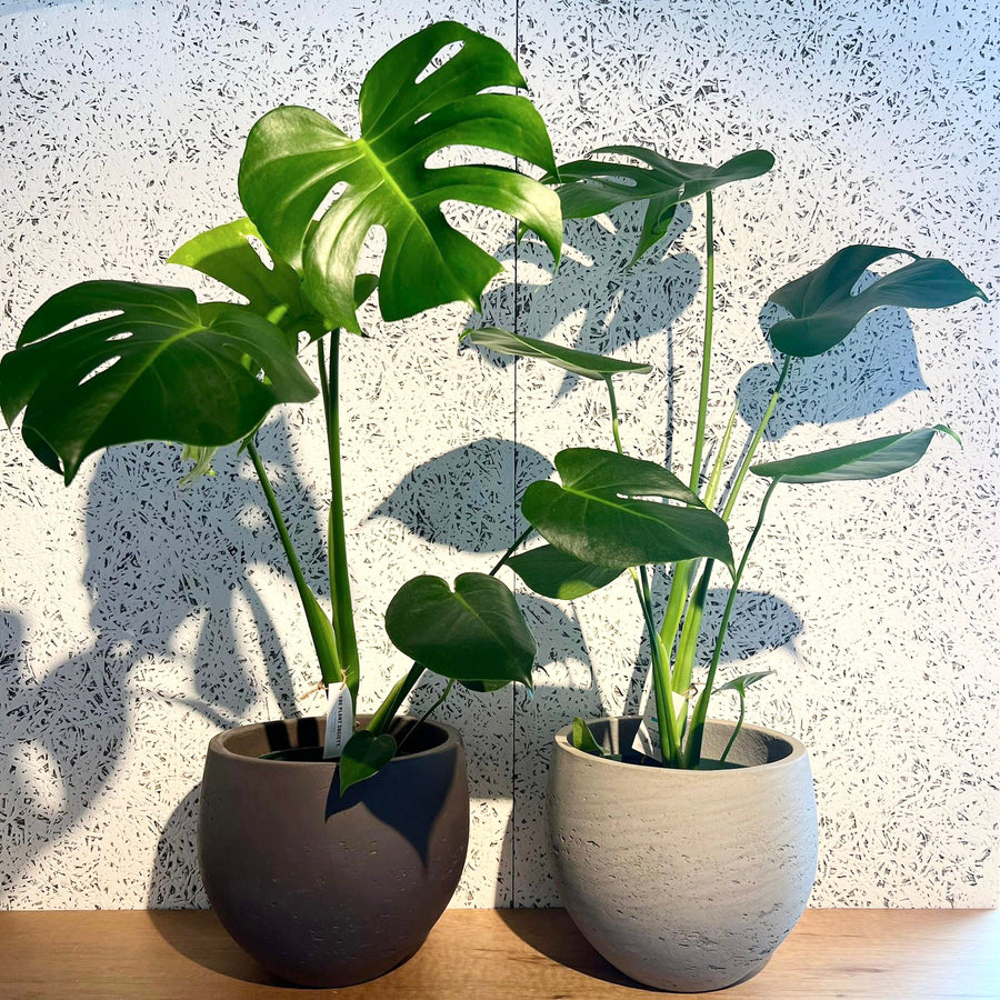 Fruit Salad Plant (Monstera deliciosa)  モンステラ デリシオーサ