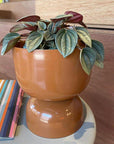 Peperomia Napoli Nights ペペロミア・ナポリナイツ Size 3