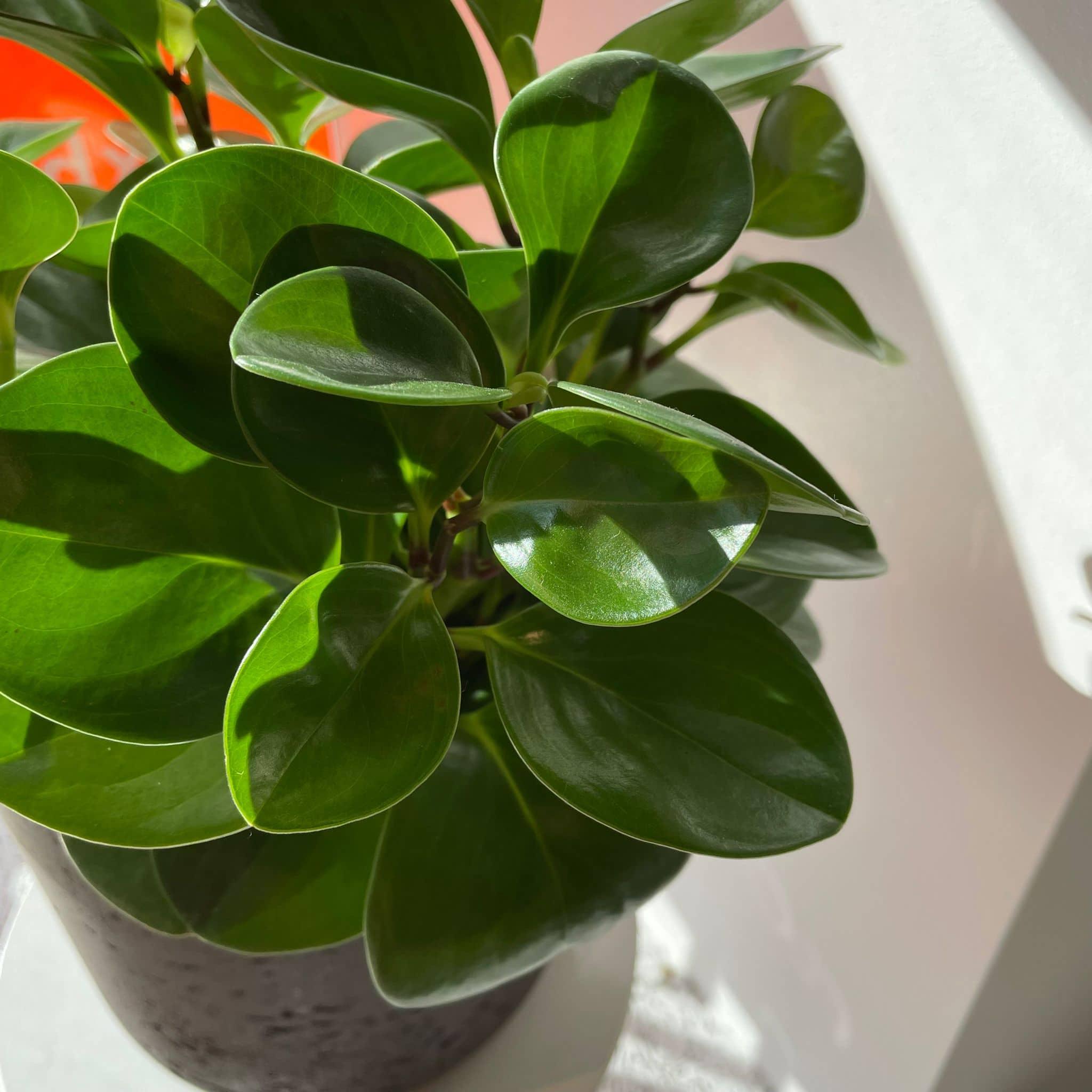 ペペロミア・オブツシフォリア［ペペロミア ・アオアカフチ］ I