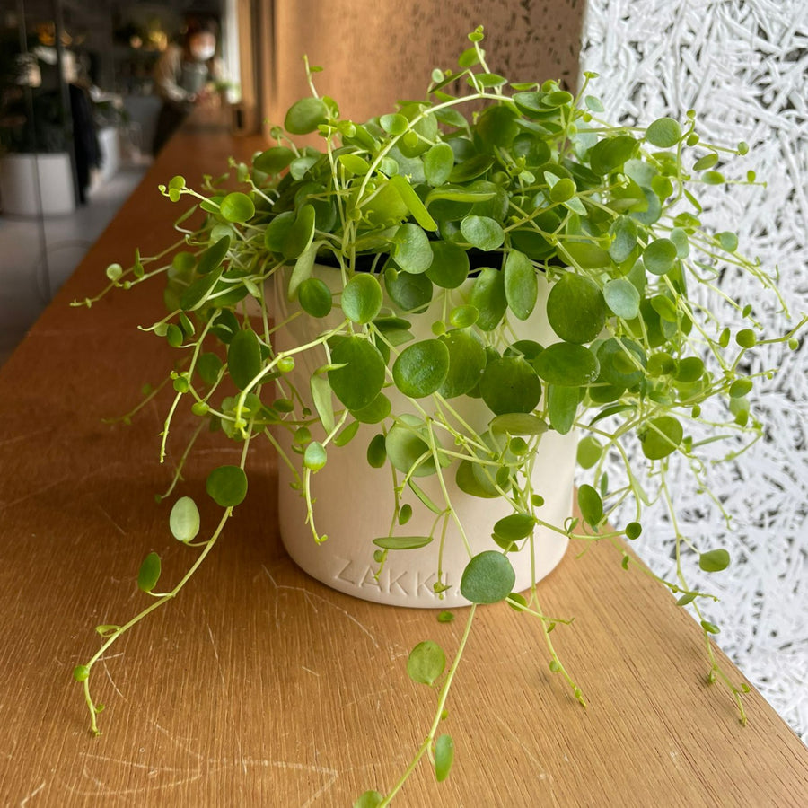 ぺペロミア　ジェミニ