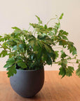 Round Planter ラウンドプランター