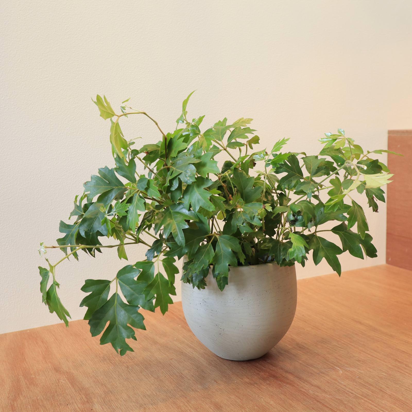 PLANTERS 植木鉢 I 植物 植木鉢 園芸用品 I プラントソサエティ