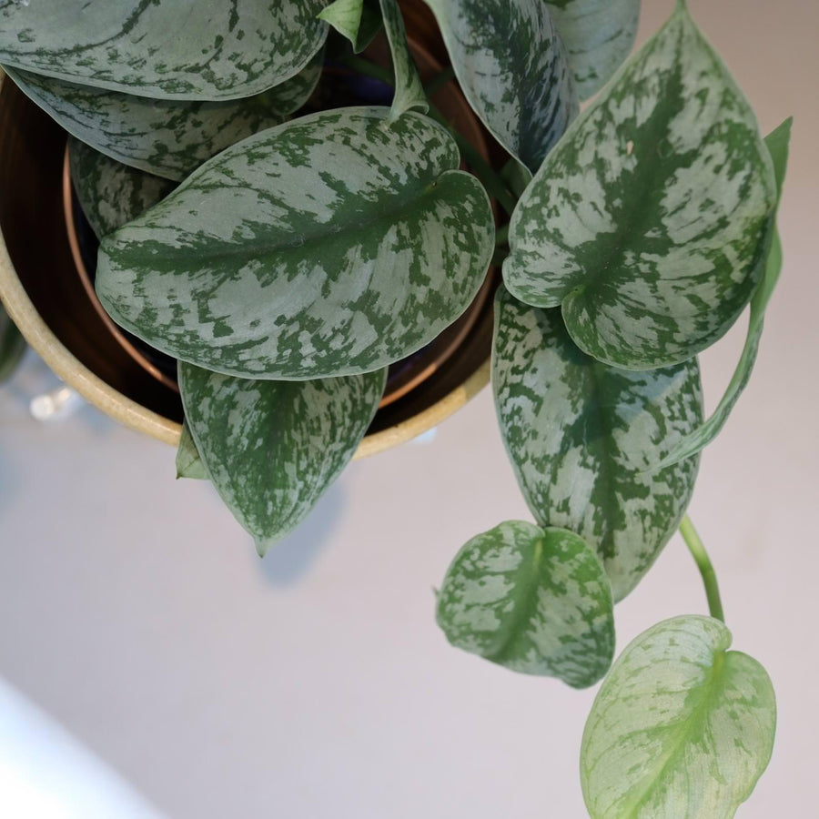 Satin Pothos スキンダプサス