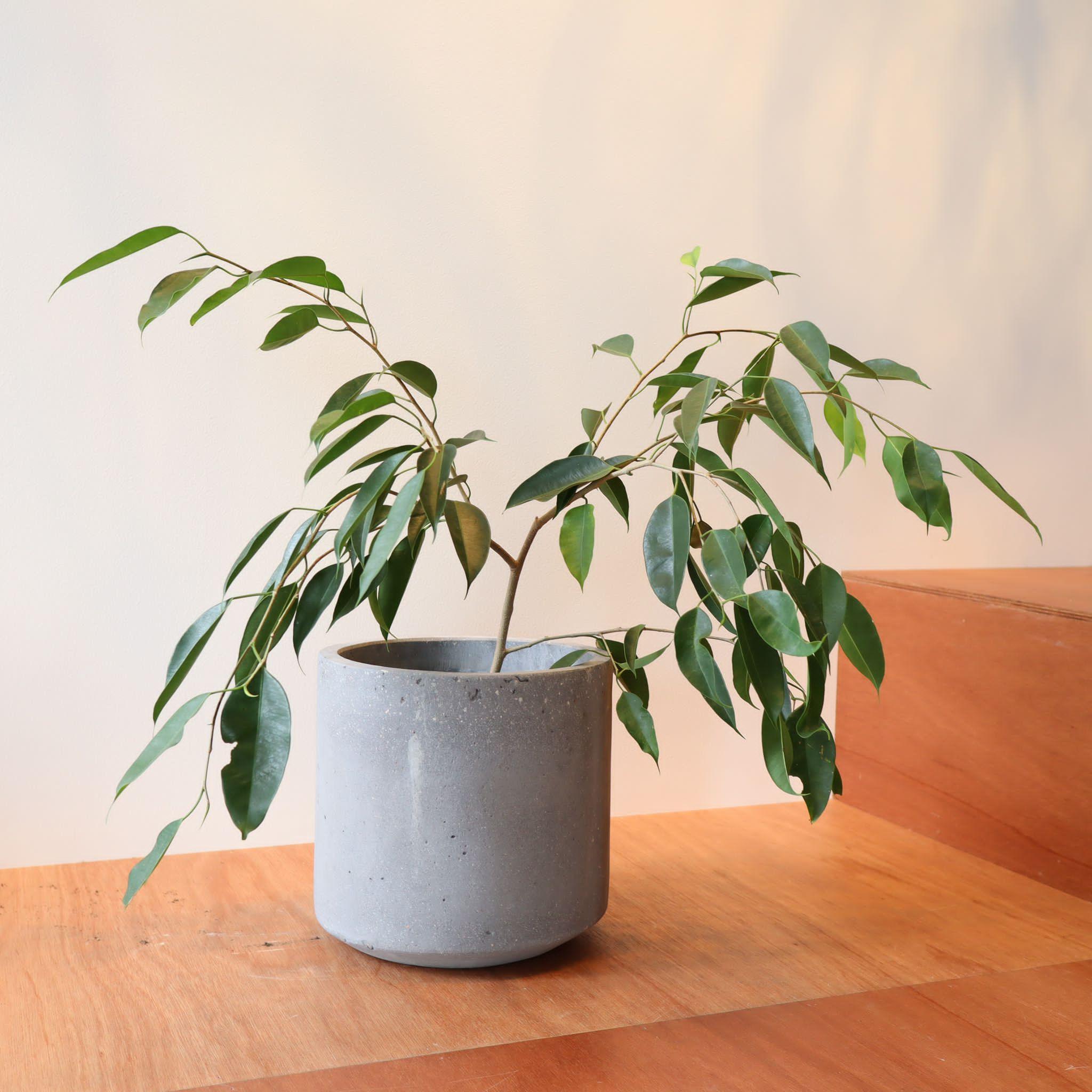 シャドウプランター I 大きな植木鉢 I プラントソサエティトーキョー