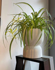 Spider Plant オリヅルラン