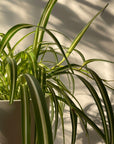 Spider Plant オリヅルラン