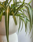 Spider Plant オリヅルラン