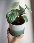 Watermelon Peperomia ウォーターメロンペペロミア（スイカ ペペ）
