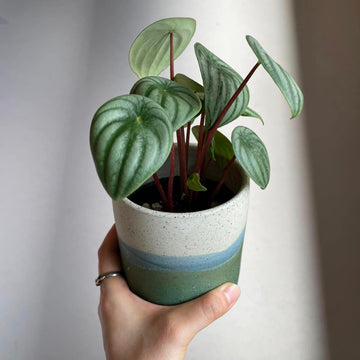 Watermelon Peperomia ウォーターメロンペペロミア（スイカ ペペ）